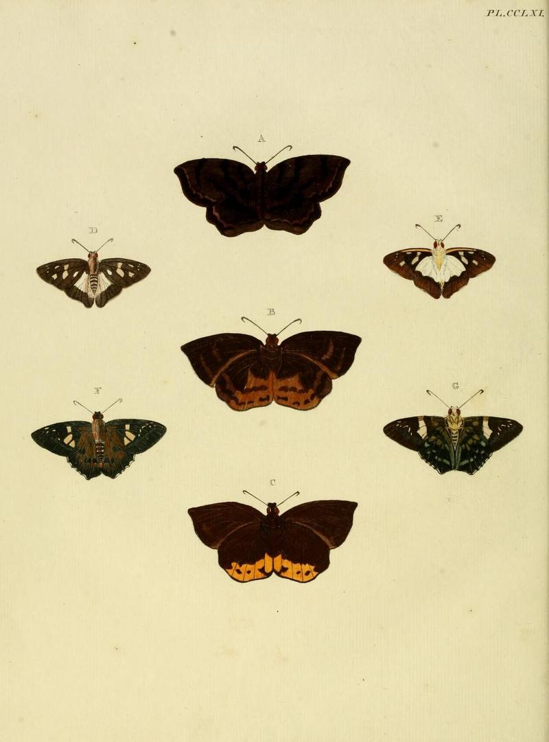 Aanhangsel van het werk, De uitlandsche kapellen (Pl. CCLXI) (8227481474)