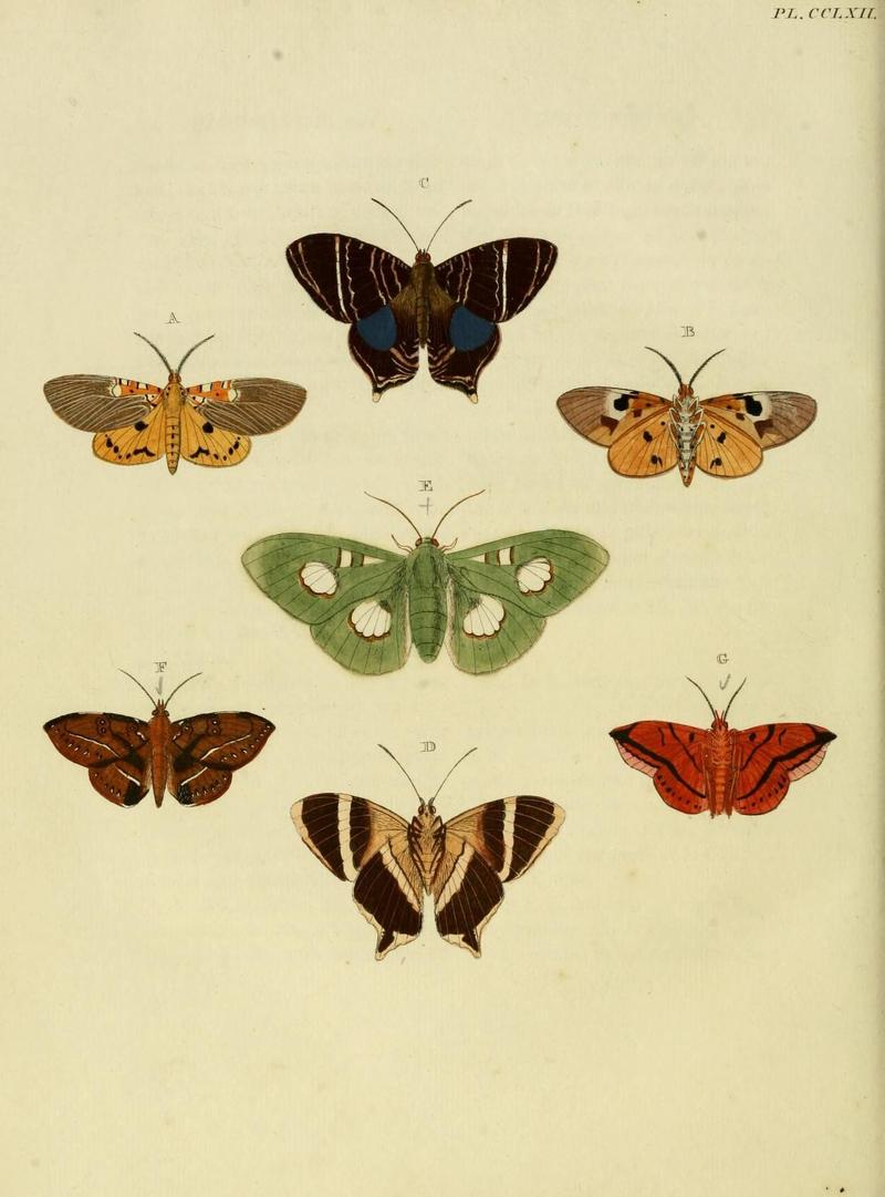 Aanhangsel van het werk, De uitlandsche kapellen (Pl. CCLXII) (8227481794)