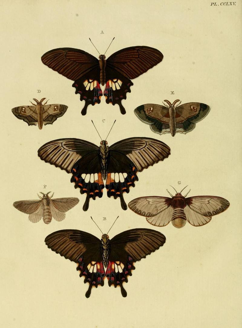 Aanhangsel van het werk, De uitlandsche kapellen (Pl. CCLXV) (8227482792)