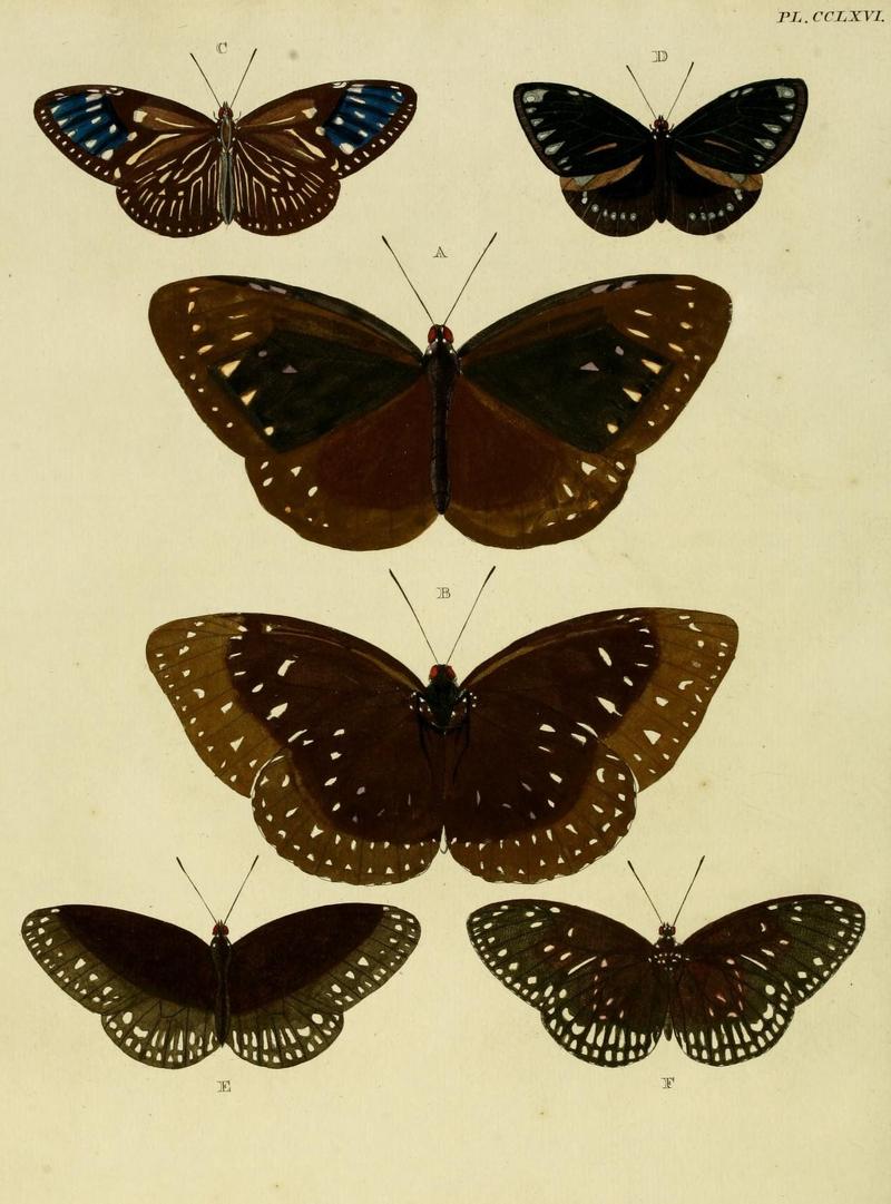 Aanhangsel van het werk, De uitlandsche kapellen (Pl. CCLXVI) (8226410687)