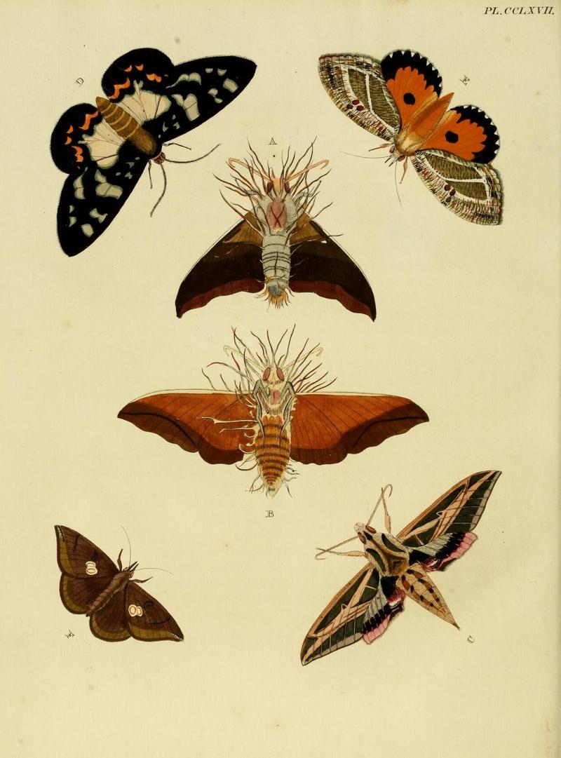 Aanhangsel van het werk, De uitlandsche kapellen (Pl. CCLXVII) (8226411295)