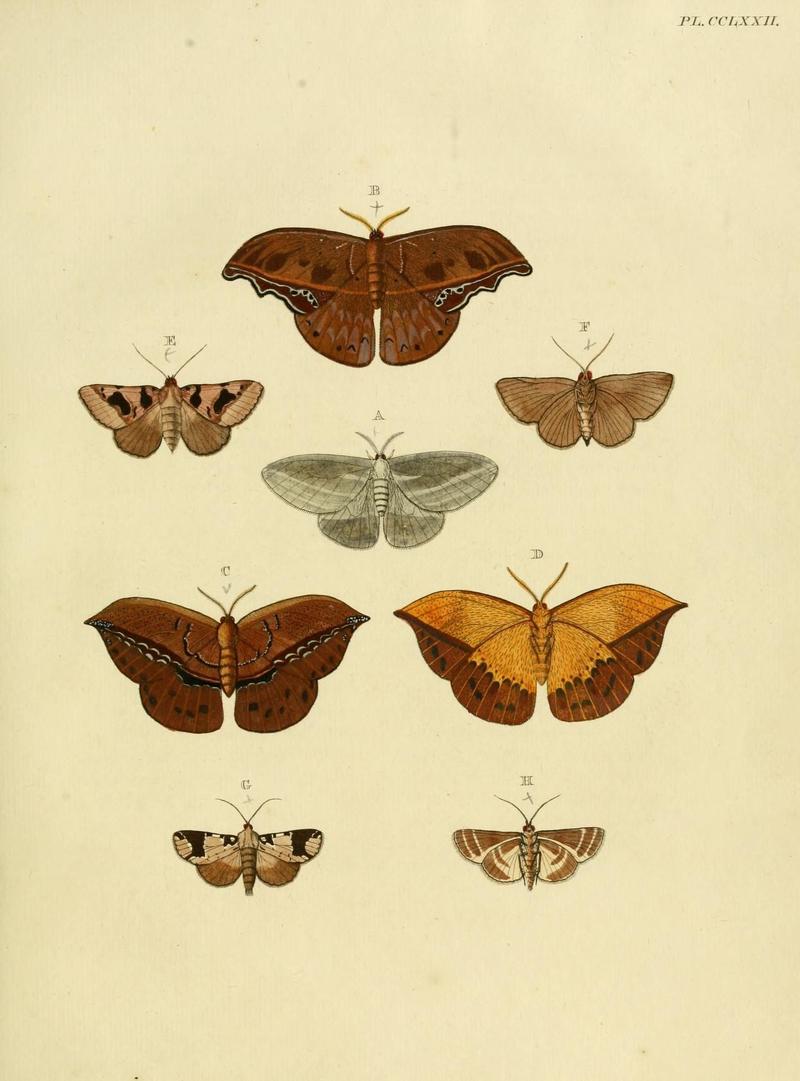 Aanhangsel van het werk, De uitlandsche kapellen (Pl. CCLXXII) (8227485480)