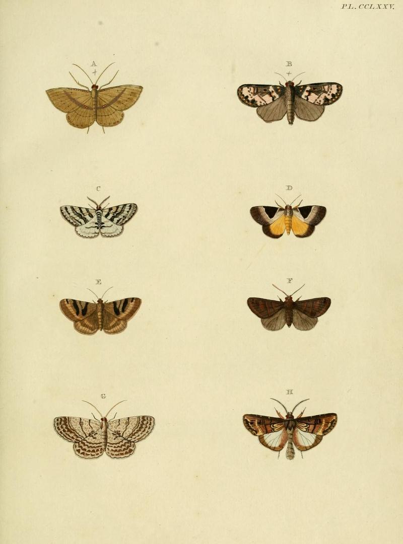 Aanhangsel van het werk, De uitlandsche kapellen (Pl. CCLXXV) (8227486728)