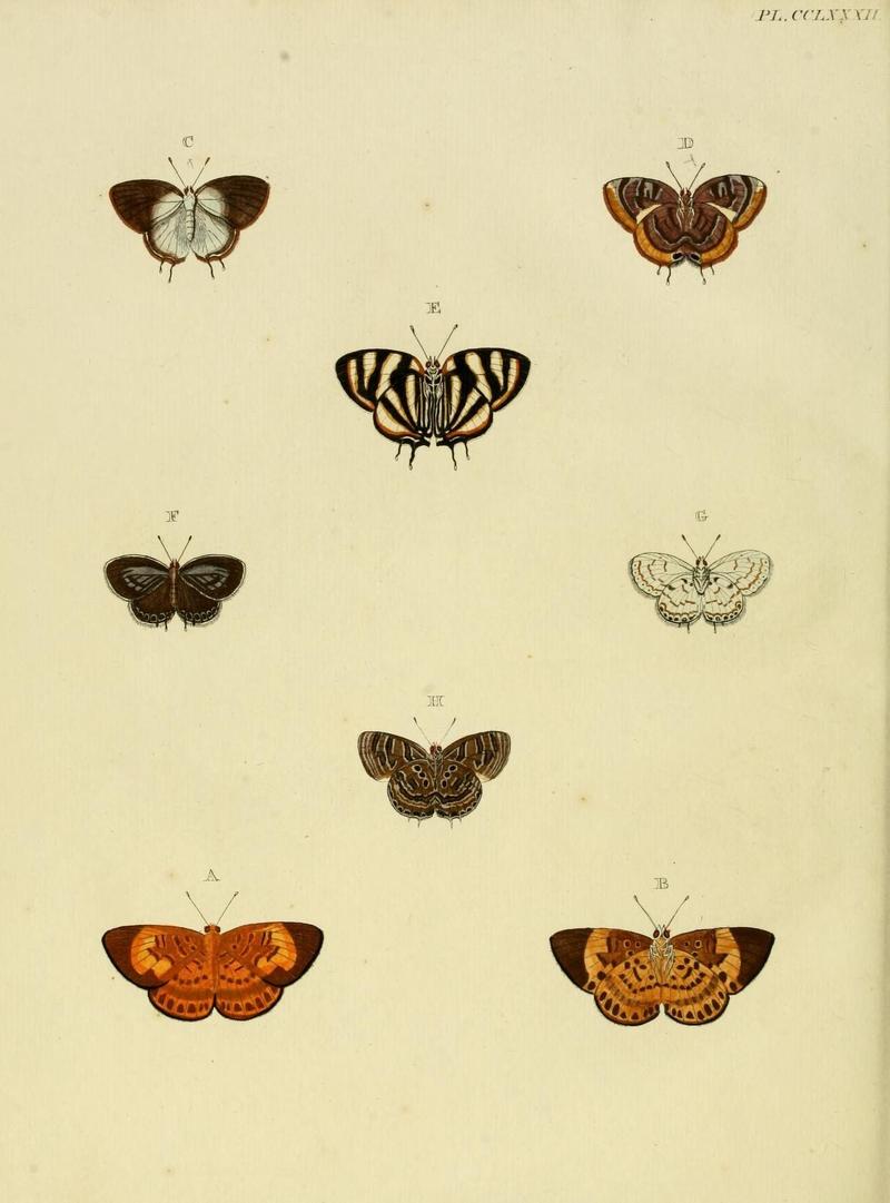 Aanhangsel van het werk, De uitlandsche kapellen (Pl. CCLXXXII) (8227489080)