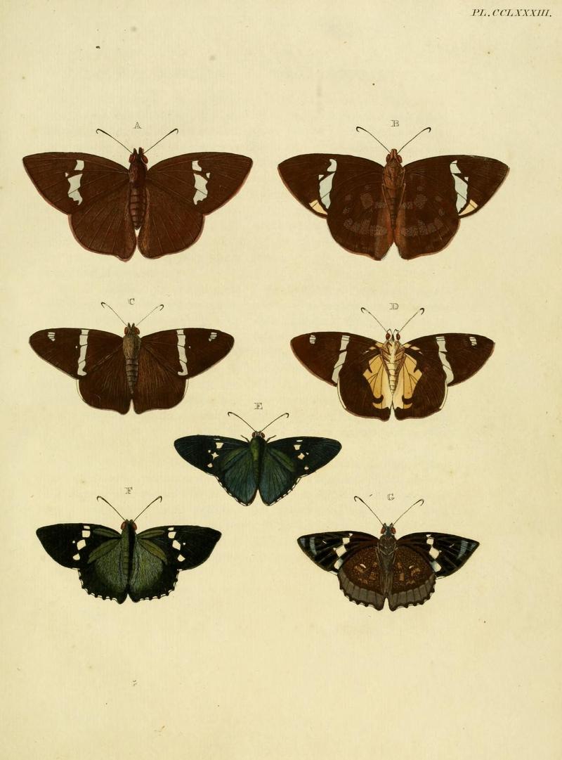 Aanhangsel van het werk, De uitlandsche kapellen (Pl. CCLXXXIII) (8226417173)