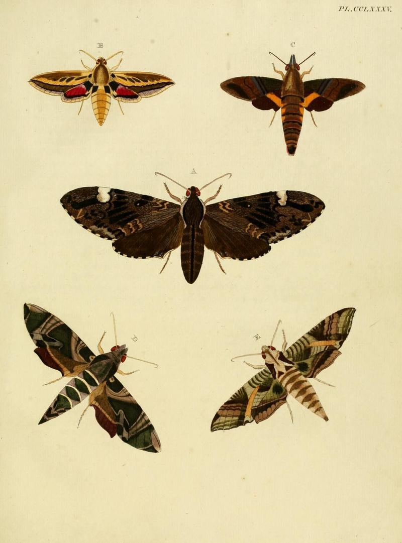 Aanhangsel van het werk, De uitlandsche kapellen (Pl. CCLXXXV) (8227490342)