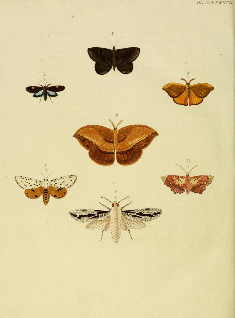 Aanhangsel van het werk, De uitlandsche kapellen (Pl. CCLXXXVII) (8226419073)