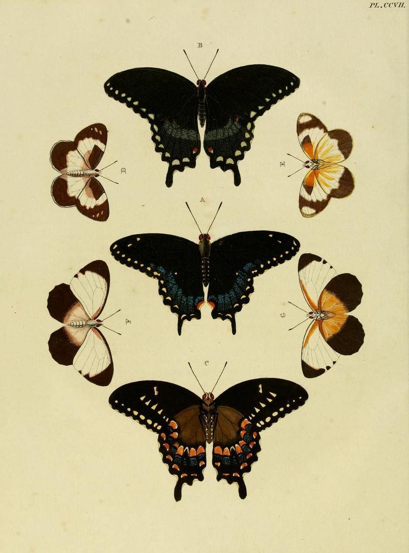 Aanhangsel van het werk, De uitlandsche kapellen (Pl. CCVII) (8227462280)