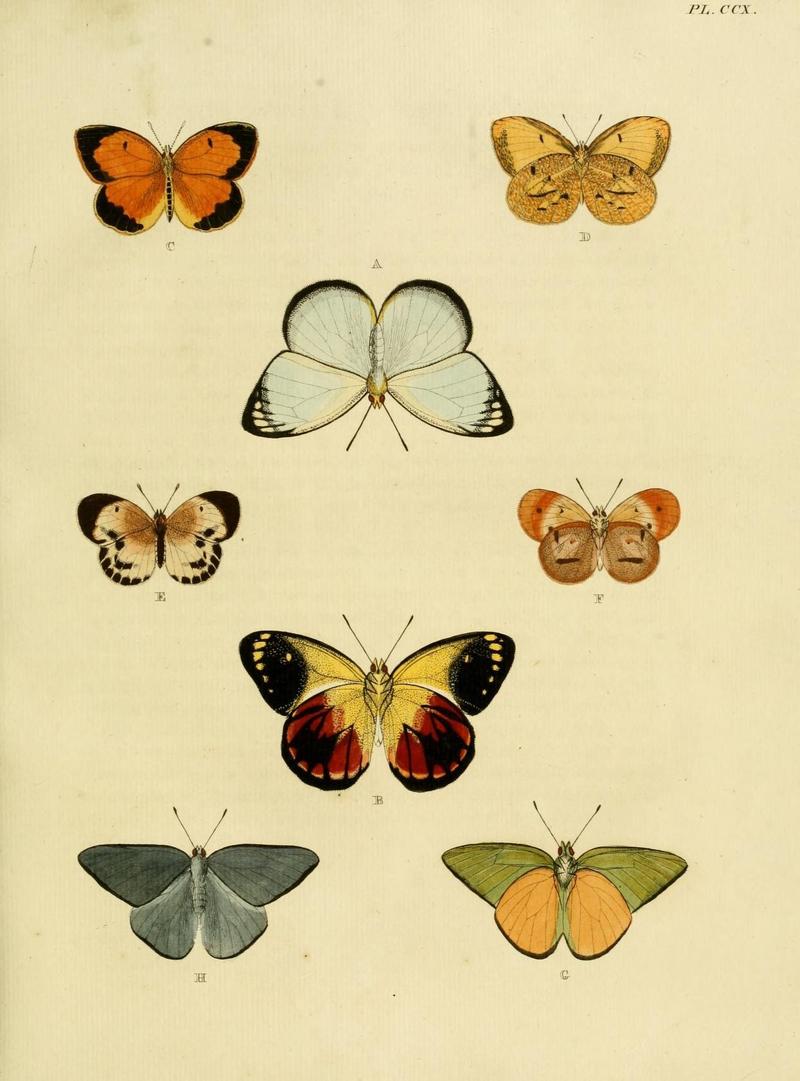 Aanhangsel van het werk, De uitlandsche kapellen (Pl. CCX) (8227463228)