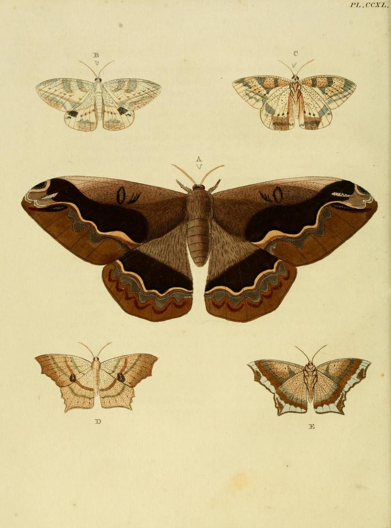 Aanhangsel van het werk, De uitlandsche kapellen (Pl. CCXL) (8227473416)