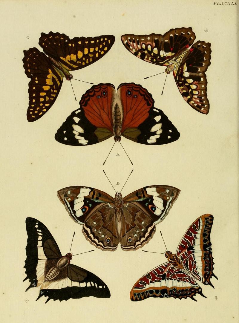 Aanhangsel van het werk, De uitlandsche kapellen (Pl. CCXLI) (8227473770)