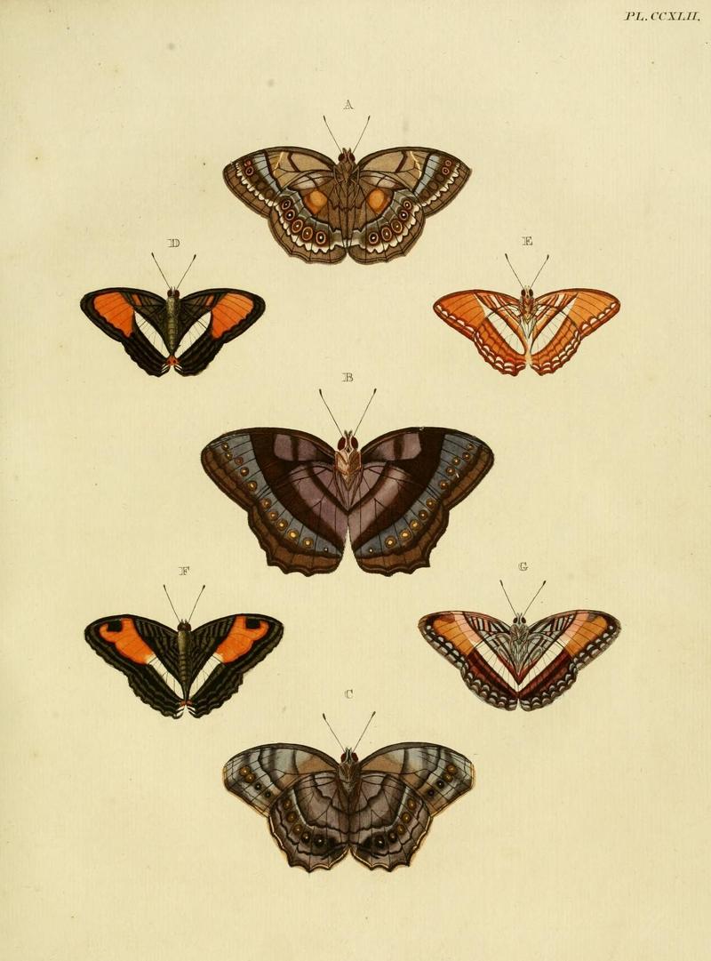 Aanhangsel van het werk, De uitlandsche kapellen (Pl. CCXLII) (8226401965)