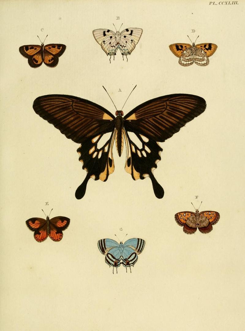 Aanhangsel van het werk, De uitlandsche kapellen (Pl. CCXLIII) (8226402303)