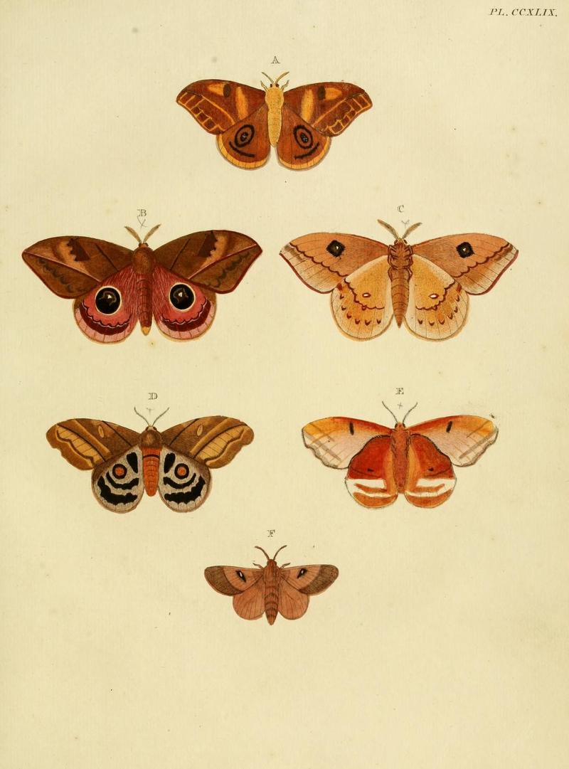 Aanhangsel van het werk, De uitlandsche kapellen (Pl. CCXLIX) (8227476730)