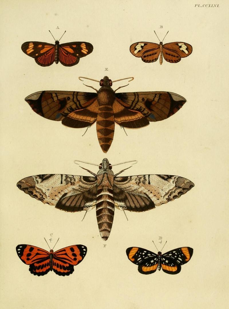 Aanhangsel van het werk, De uitlandsche kapellen (Pl. CCXLVI) (8226403277)