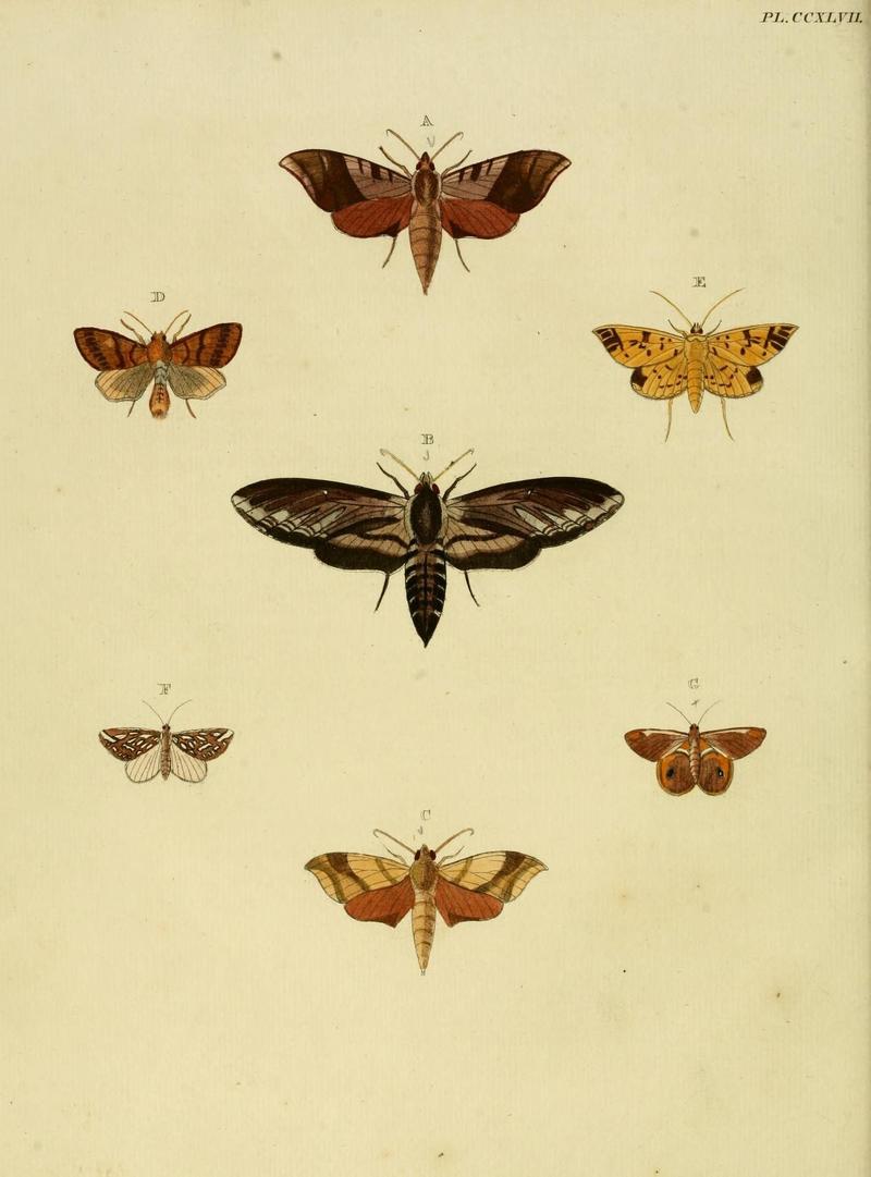 Aanhangsel van het werk, De uitlandsche kapellen (Pl. CCXLVII) (8226403621)