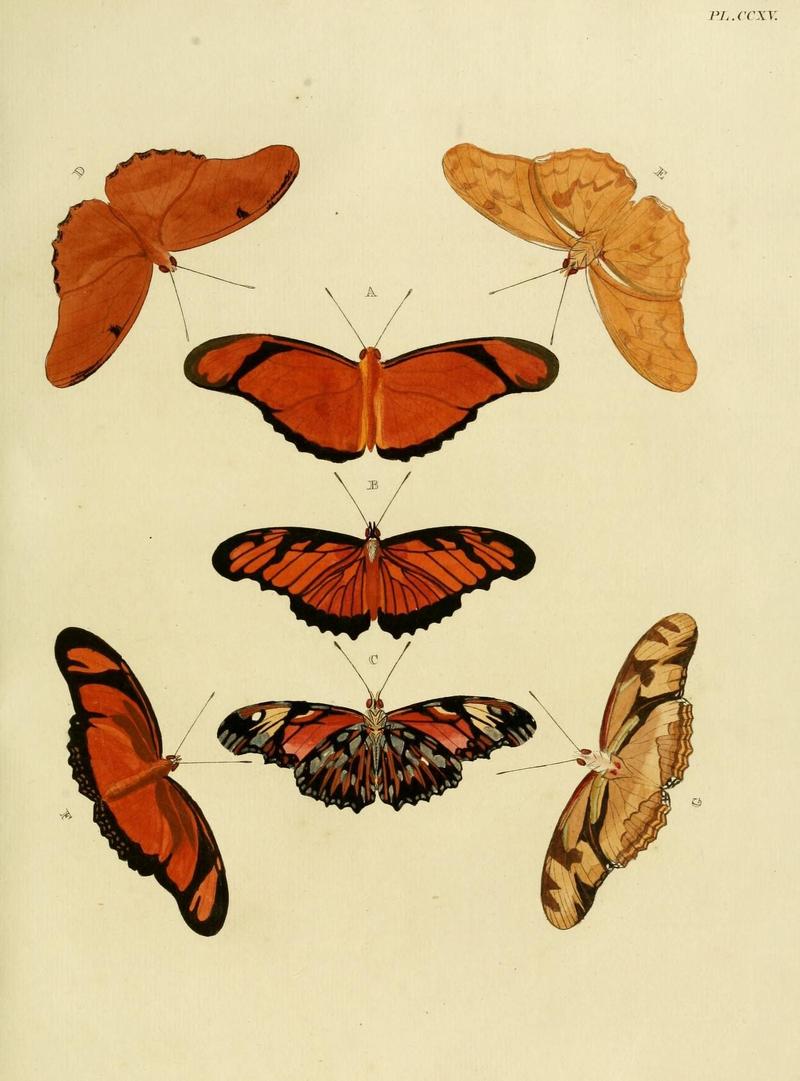 Aanhangsel van het werk, De uitlandsche kapellen (Pl. CCXV) (8227465296)