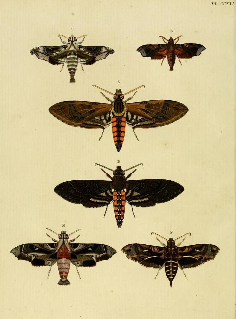 Aanhangsel van het werk, De uitlandsche kapellen (Pl. CCXVI) (8227465602)