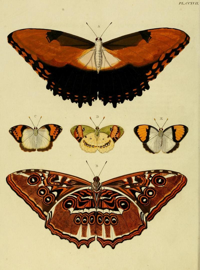 Aanhangsel van het werk, De uitlandsche kapellen (Pl. CCXVII) (8226393397)