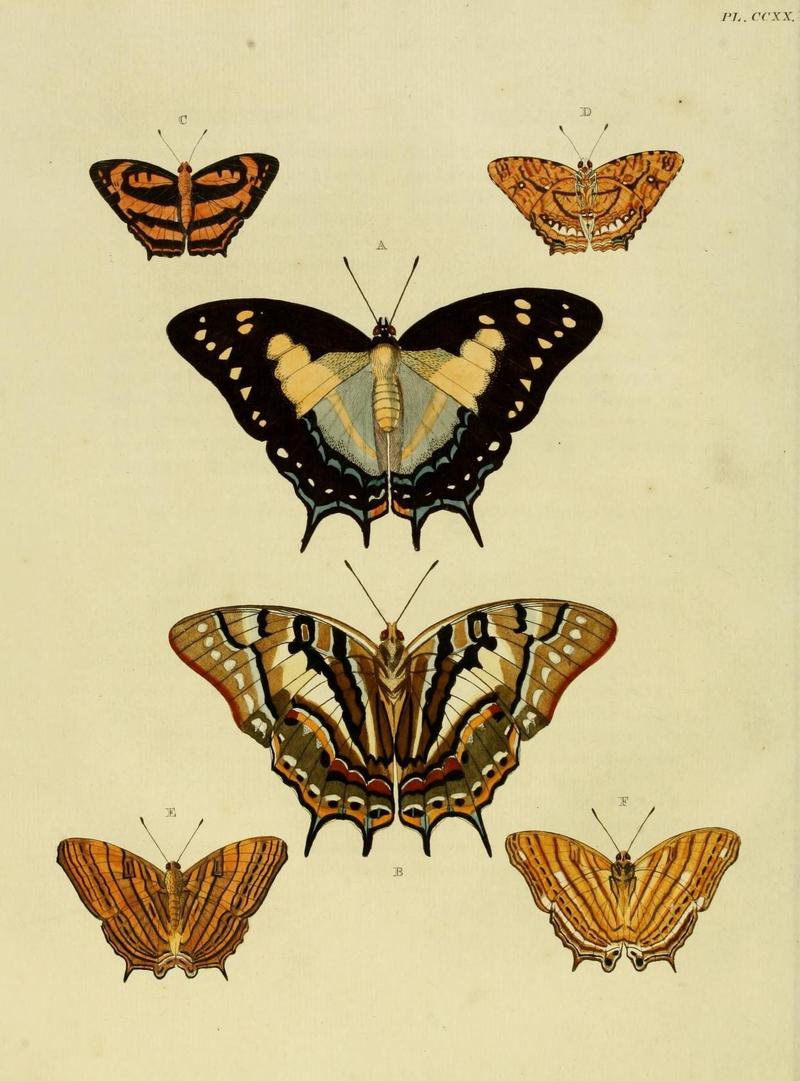 Aanhangsel van het werk, De uitlandsche kapellen (Pl. CCXX) (8227466816)