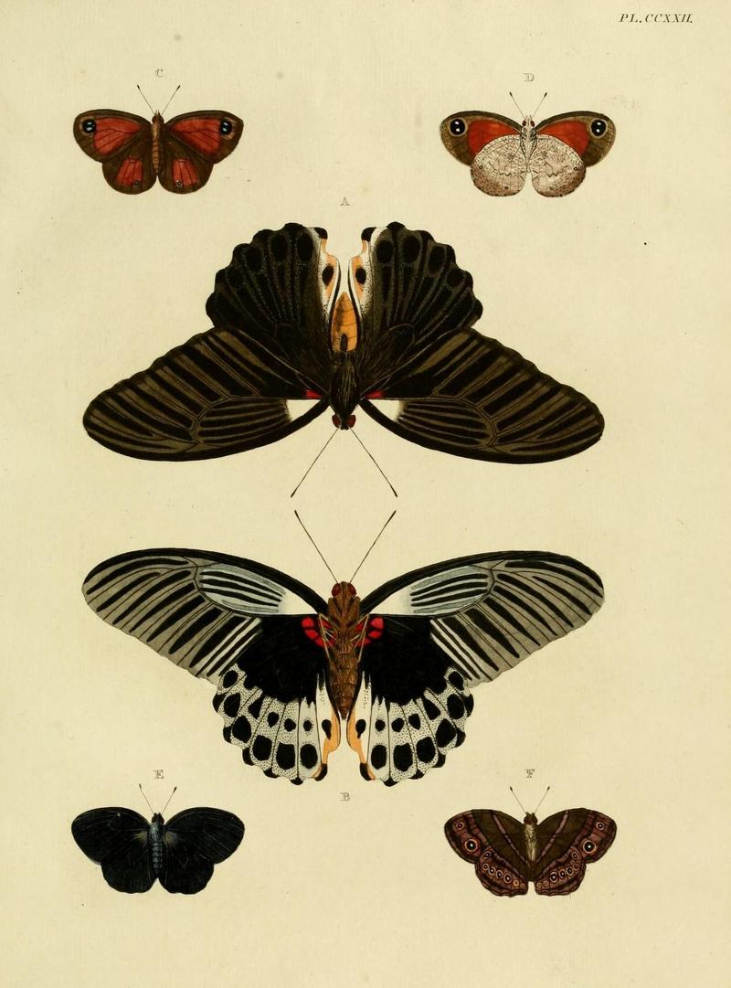 Aanhangsel van het werk, De uitlandsche kapellen (Pl. CCXXII) (8227467526)