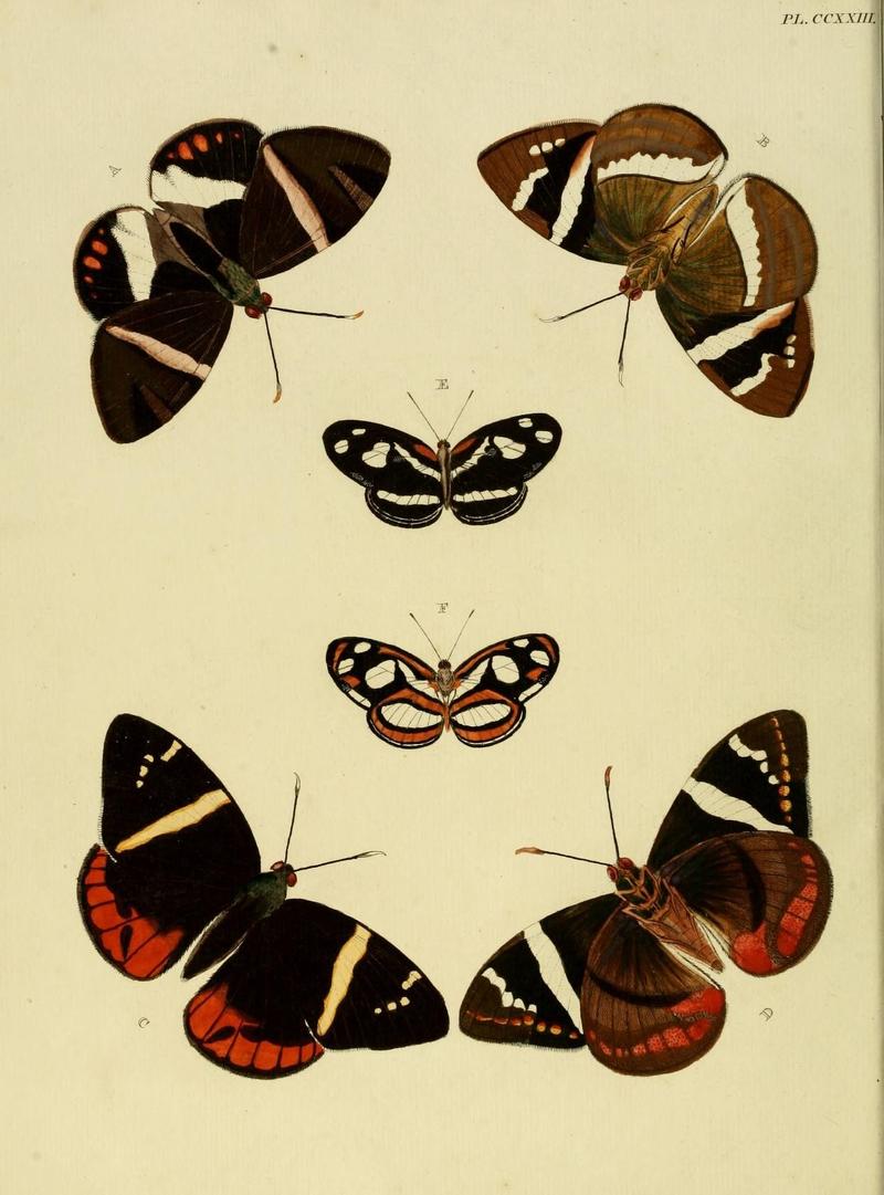 Aanhangsel van het werk, De uitlandsche kapellen (Pl. CCXXIII) (8227467856)