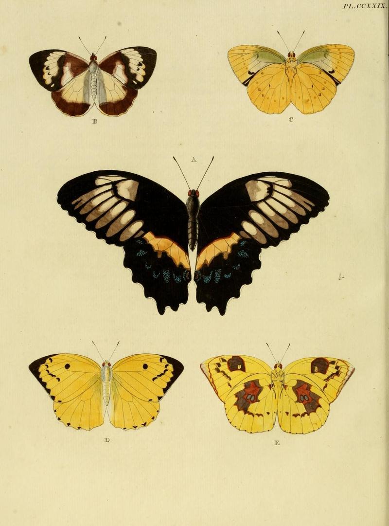 Aanhangsel van het werk, De uitlandsche kapellen (Pl. CCXXIX) (8226397279)