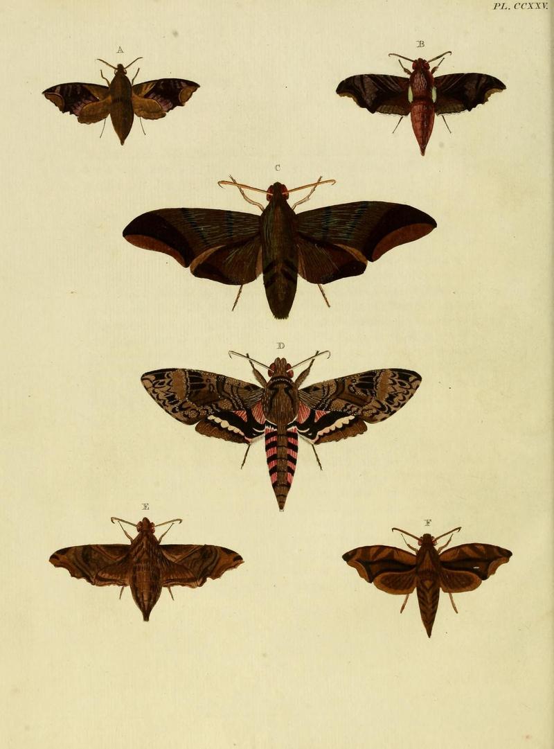 Aanhangsel van het werk, De uitlandsche kapellen (Pl. CCXXV) (8227468504)