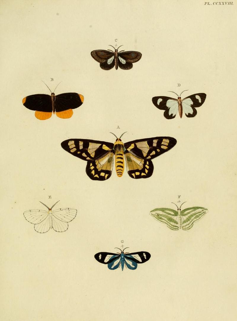 Aanhangsel van het werk, De uitlandsche kapellen (Pl. CCXXVIII) (8227469460)