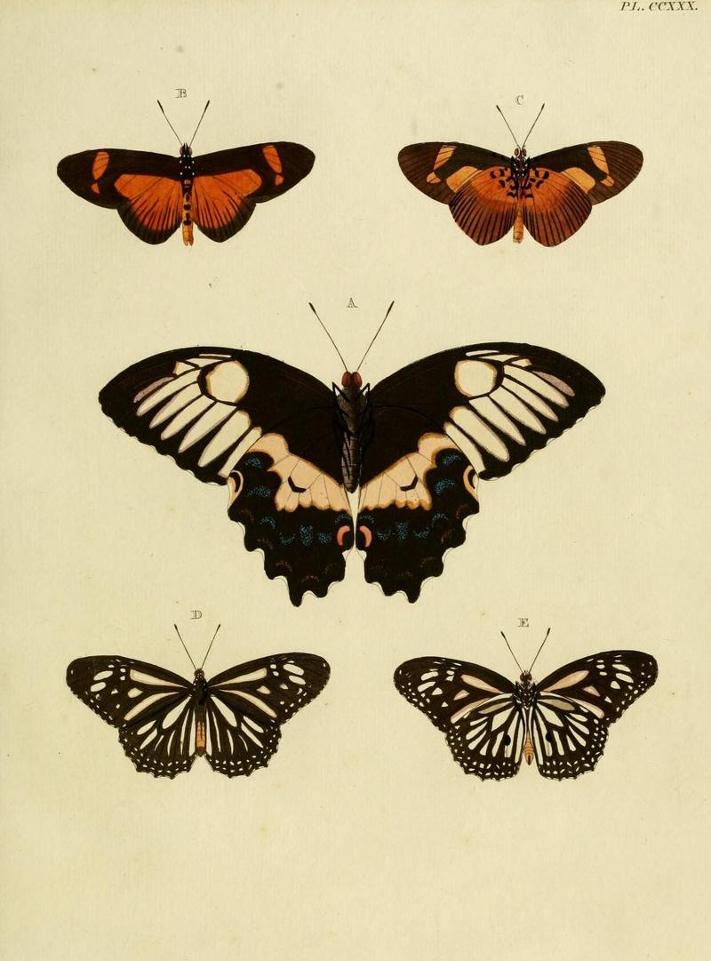 Aanhangsel van het werk, De uitlandsche kapellen (Pl. CCXXX) (8227470064)