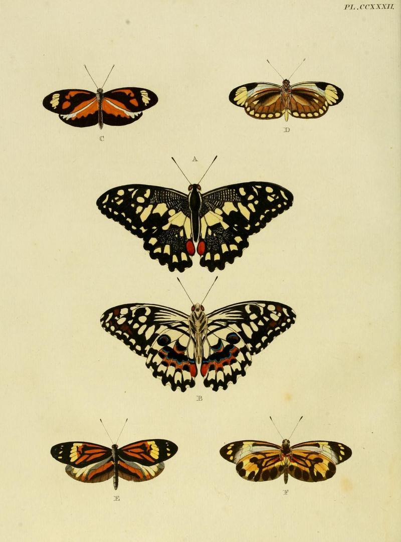 Aanhangsel van het werk, De uitlandsche kapellen (Pl. CCXXXII) (8226398125)