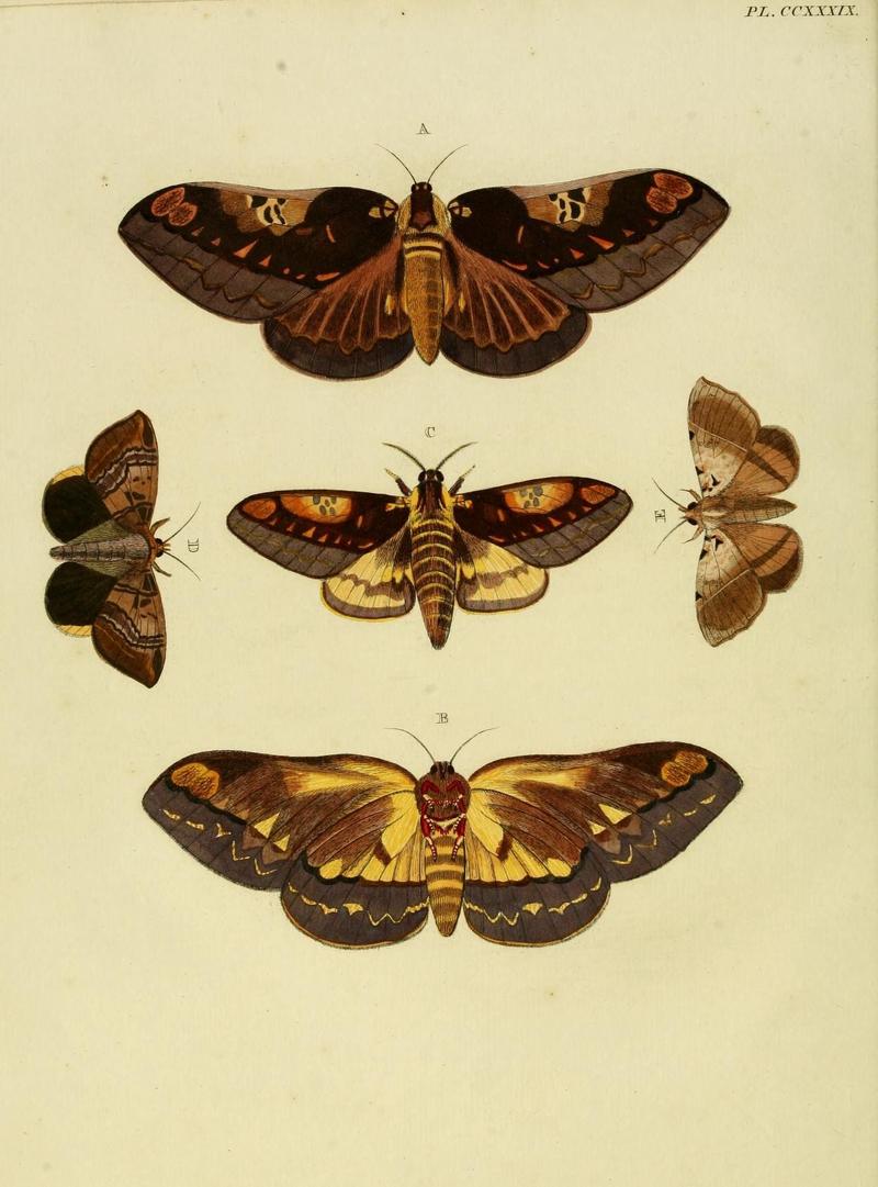 Aanhangsel van het werk, De uitlandsche kapellen (Pl. CCXXXIX) (8227473114)