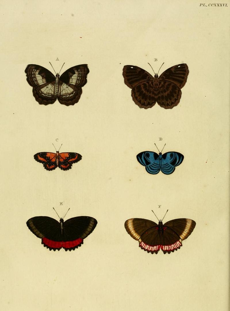 Aanhangsel van het werk, De uitlandsche kapellen (Pl. CCXXXVI) (8227471910)