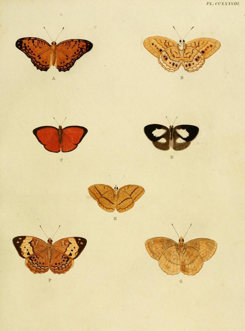 Aanhangsel van het werk, De uitlandsche kapellen (Pl. CCXXXVIII) (8227472692)