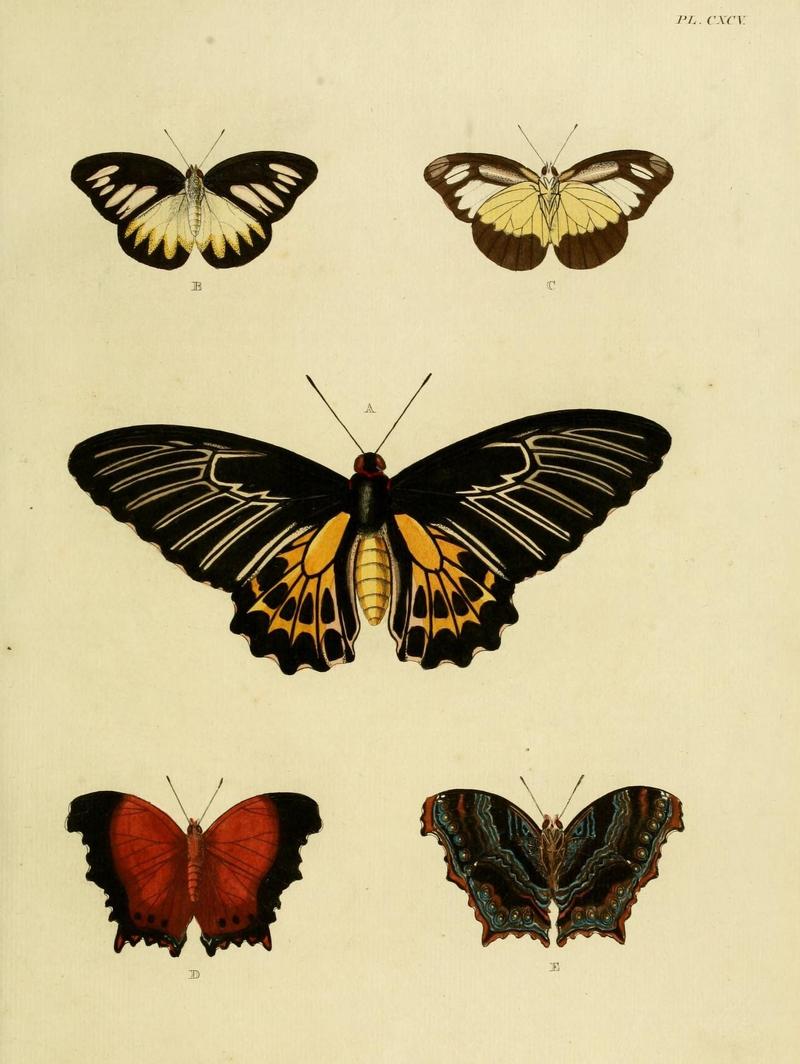 Aanhangsel van het werk, De uitlandsche kapellen (Pl. CXCV) (8227457848)