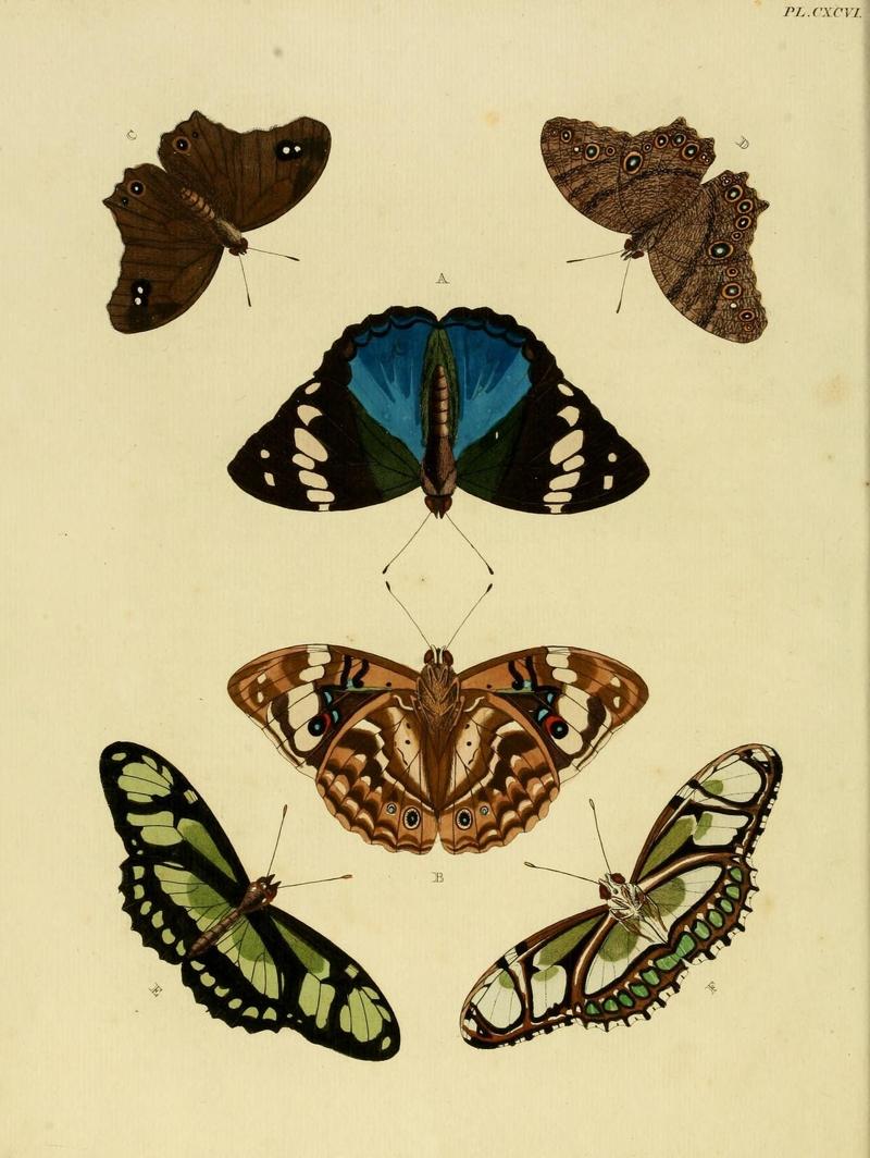 Aanhangsel van het werk, De uitlandsche kapellen (Pl. CXCVI) (8226385515)