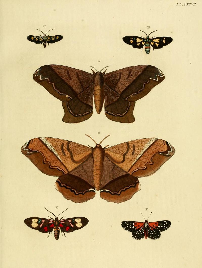 Aanhangsel van het werk, De uitlandsche kapellen (Pl. CXCVII) (8227458578)