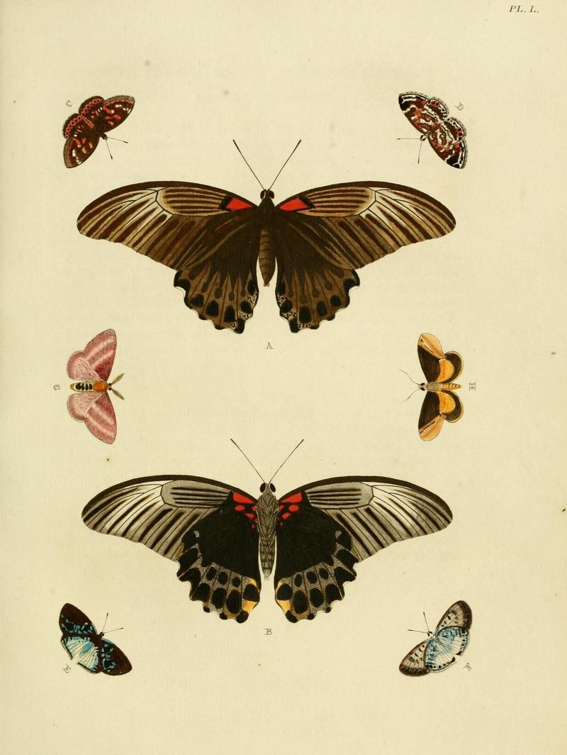 Aanhangsel van het werk, De uitlandsche kapellen (Pl. L) (8221265430)