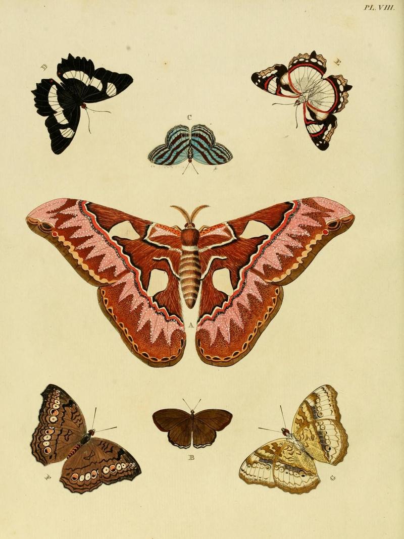 Aanhangsel van het werk, De uitlandsche kapellen (Pl. VIII) (8221247604)