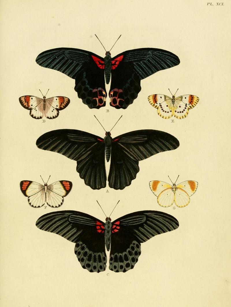 Aanhangsel van het werk, De uitlandsche kapellen (Pl. XCI) (8221283664)