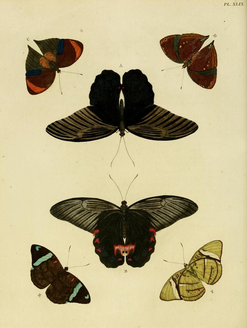 Aanhangsel van het werk, De uitlandsche kapellen (Pl. XLIX) (8220184609)