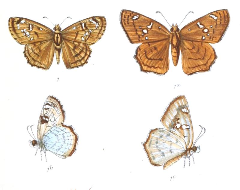 AbarathaAlida 776 1 Knight