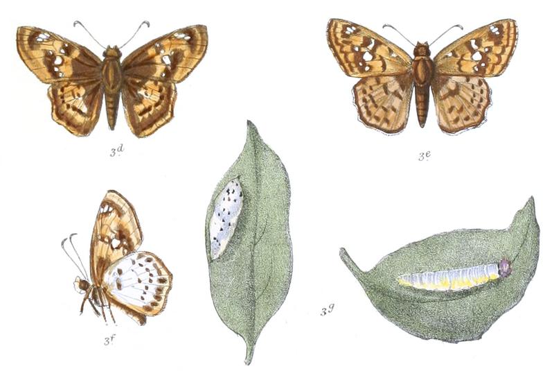 AbarathaRansonnettii 775 3 Knight