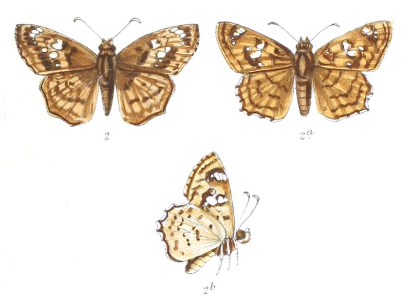 AbarathaSaraya 776 2 Knight