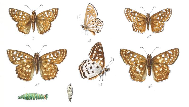 AbarathaSyrichthus 776 3 Knight