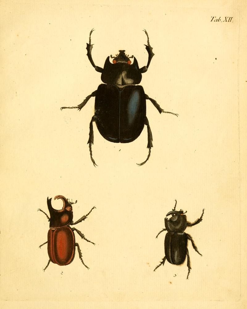 Abbildungenzukar00stur 0051
