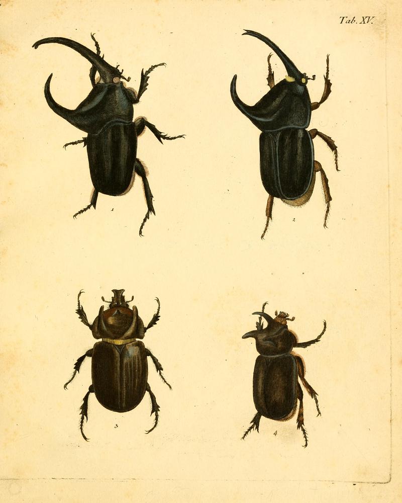 Abbildungenzukar00stur 0063