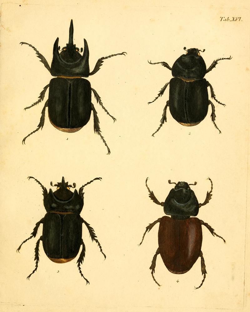 Abbildungenzukar00stur 0067