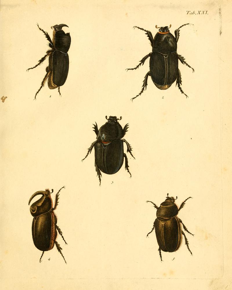 Abbildungenzukar00stur 0087
