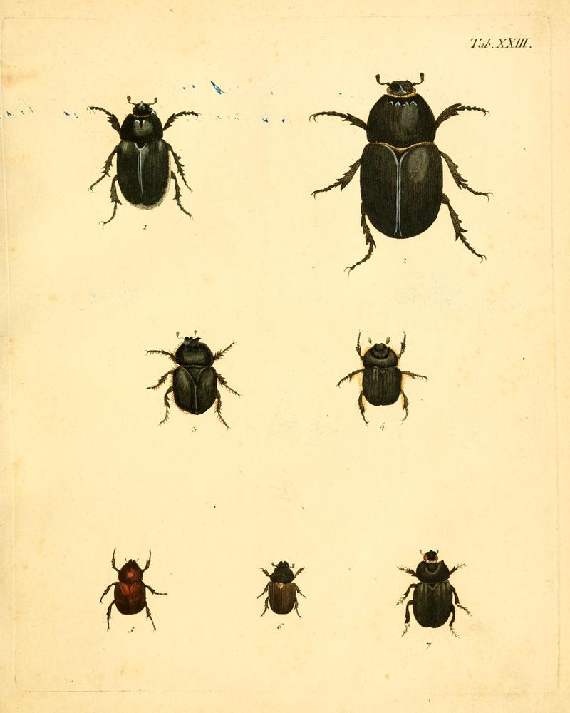 Abbildungenzukar00stur 0095